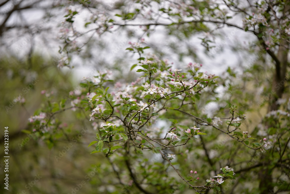 apple flowers in the orchard. blooming time in spring season apple flowers in the orchard. blooming time in spring season