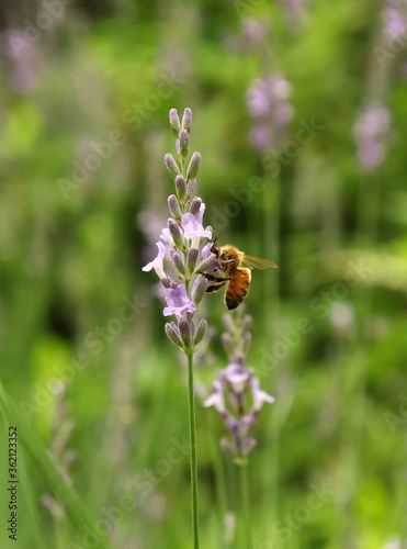 A honeybee stays on purple lavender flower © Fuji