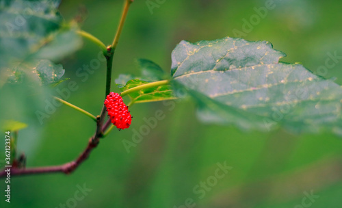Morus alba or mulberry fruit grow on the plant. photo