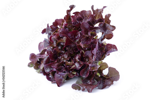 Tableau sur toile Fresh organic red batavia lettuce vegetable ( Coral salad ) isolated on white background