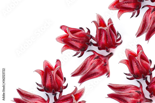 Red roselle flower isolated on white,