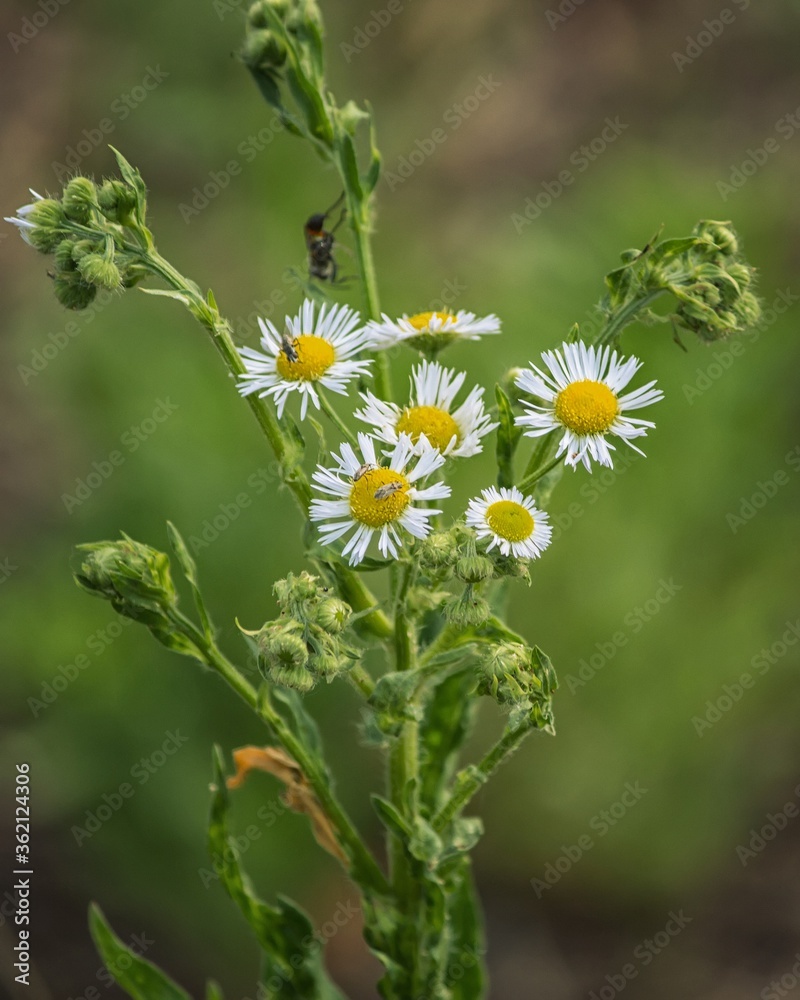 Daisy in a field closeup Daisy in a field closeup