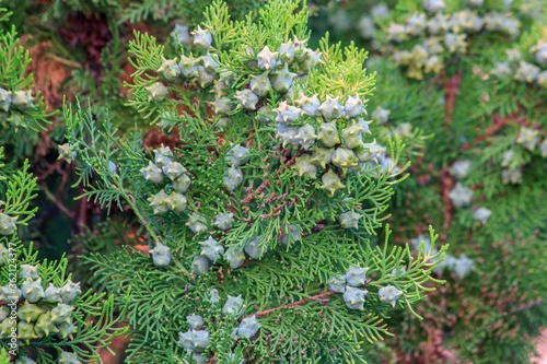 Fototapeta Naklejka Na Ścianę i Meble -  A branch of blooming arborvitae in the garden