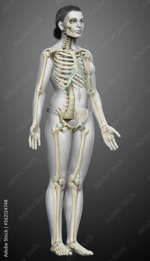 3d rendered, medically accurate illustration of a female skeleton system 3d rendered, medically accurate illustration of a female skeleton system