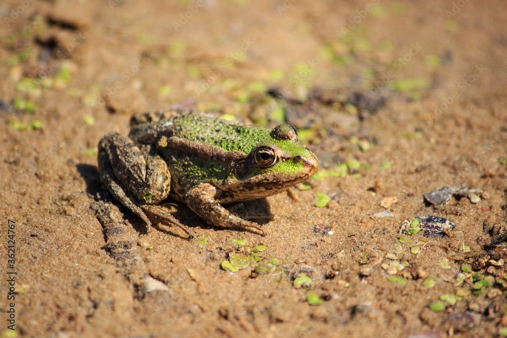 Fototapeta premium Little frog on the ground