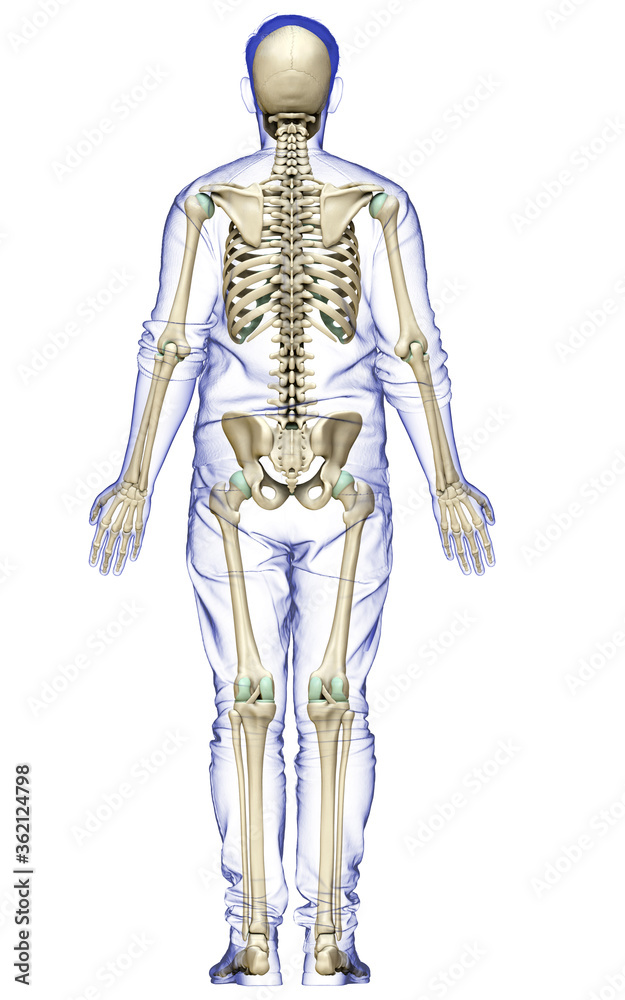 3d rendered, medically accurate illustration of a male skeleton system