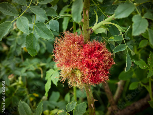 rose gall wasps on rose shoot