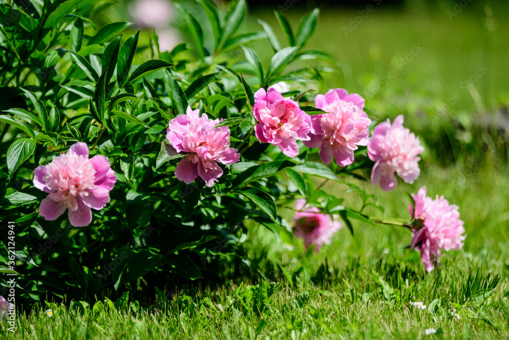Bush with many large delicate vivid pink peony flowers in a British cottage style garden in a sunny spring day, beautiful outdoor floral background photographed with selective focus. Bush with many large delicate vivid pink peony flowers in a British cottage style garden in a sunny spring day, beautiful outdoor floral background photographed with selective focus.