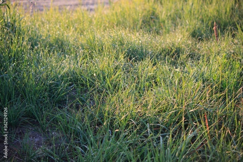 Green grass in the morning dew on sunrise