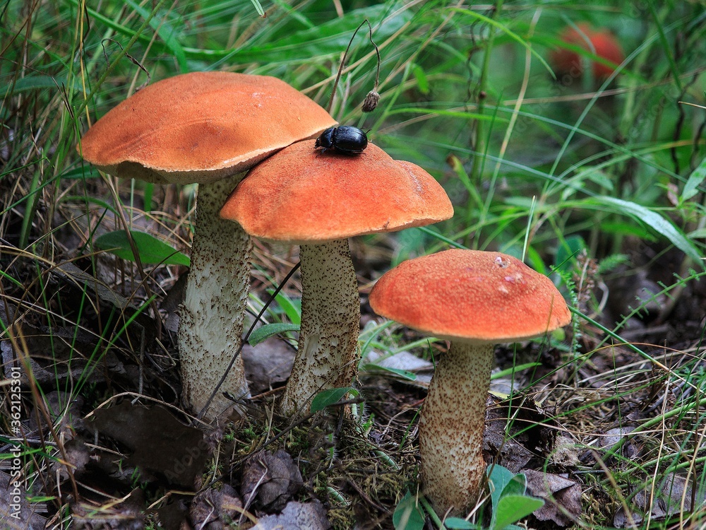 Mushrooms in the forest closeup Mushrooms in the forest closeup