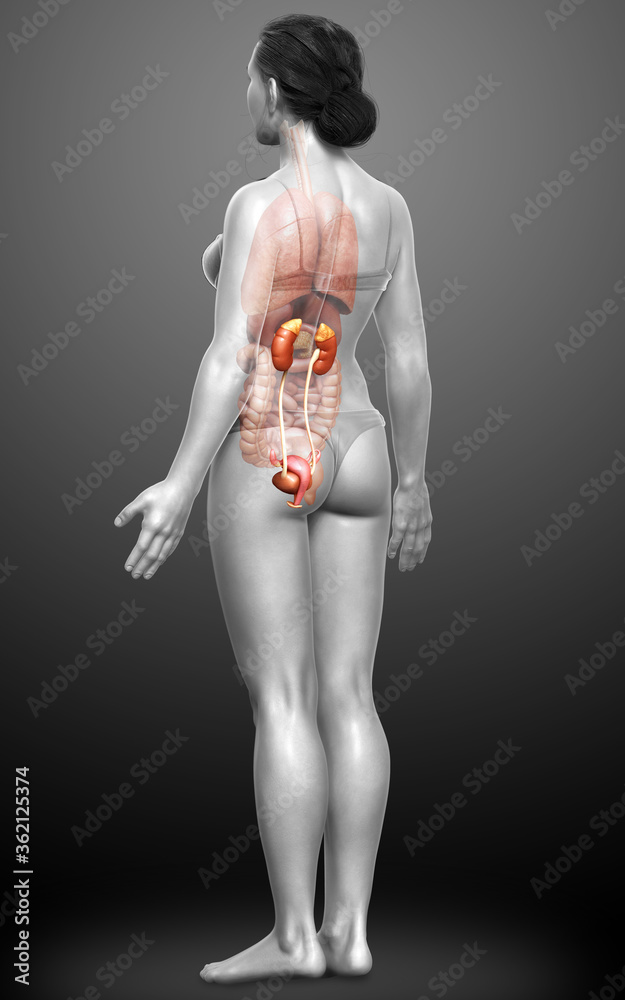 3d rendered, medically accurate illustration of female kidneys 3d rendered, medically accurate illustration of female kidneys