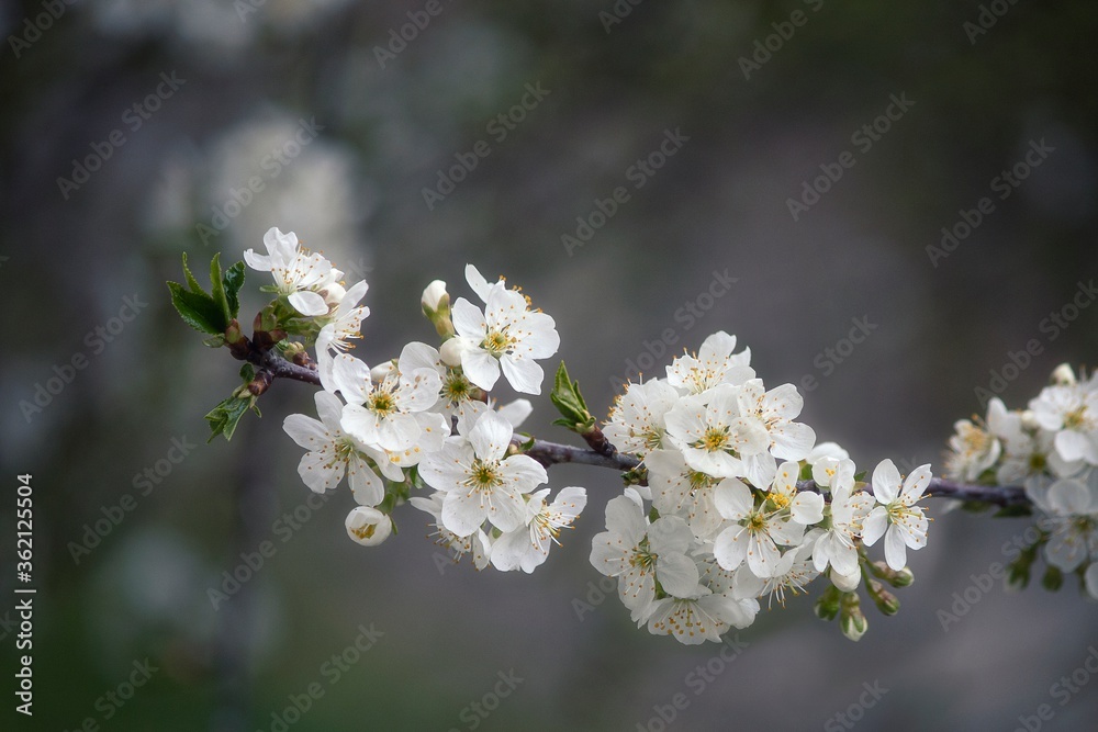 Branch of cherry tree blossom