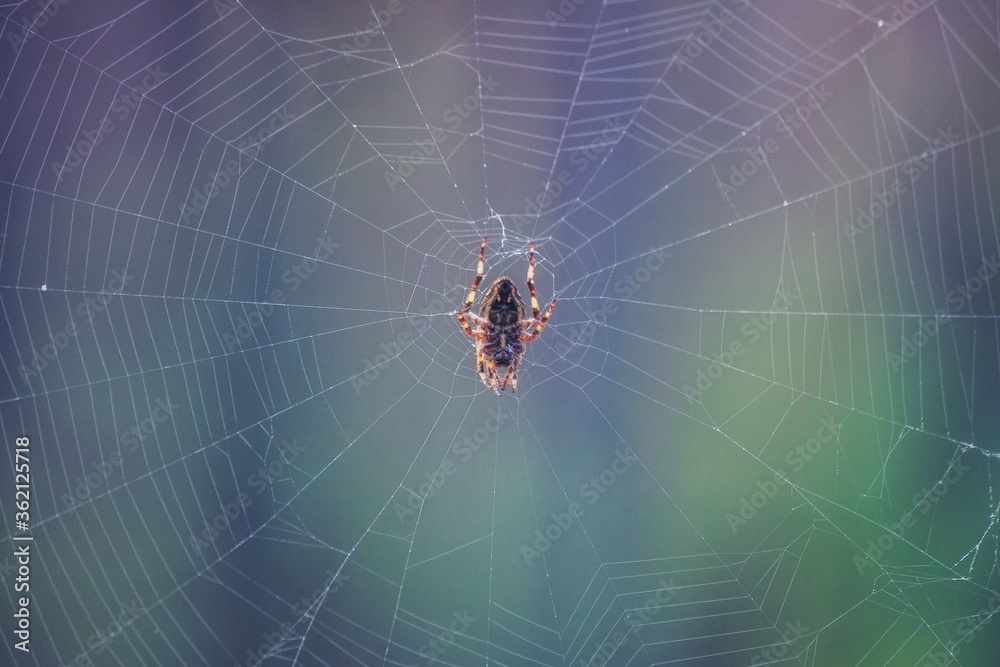 Spider on web closeup