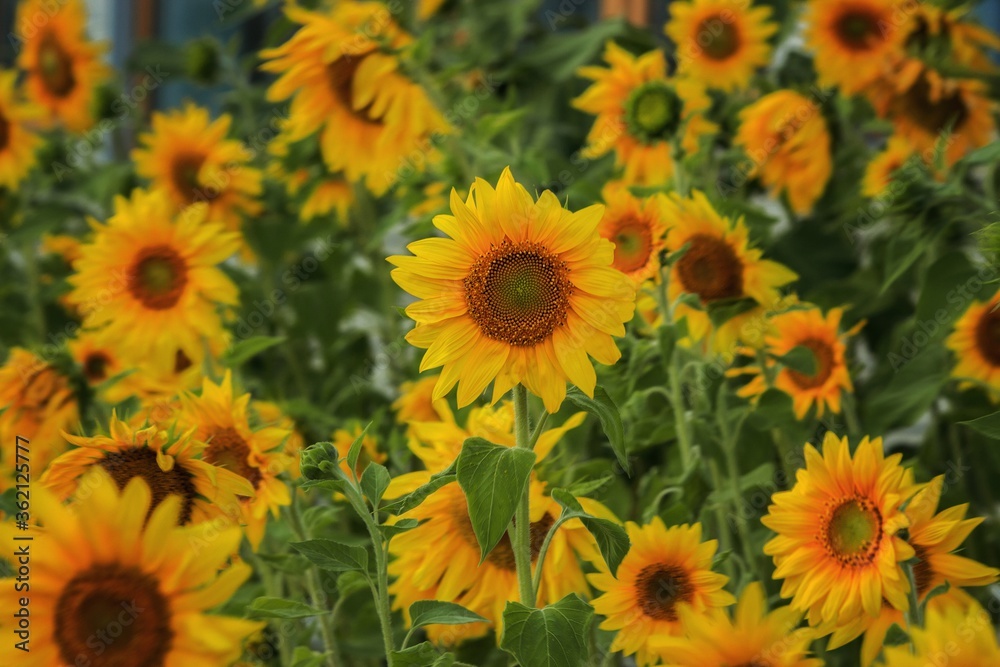 Blossoming sunflower on a field Blossoming sunflower on a field