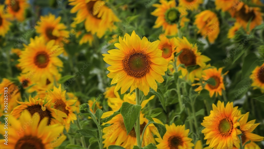 Blossoming sunflower on a field Blossoming sunflower on a field