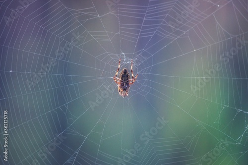 Spider on web closeup
