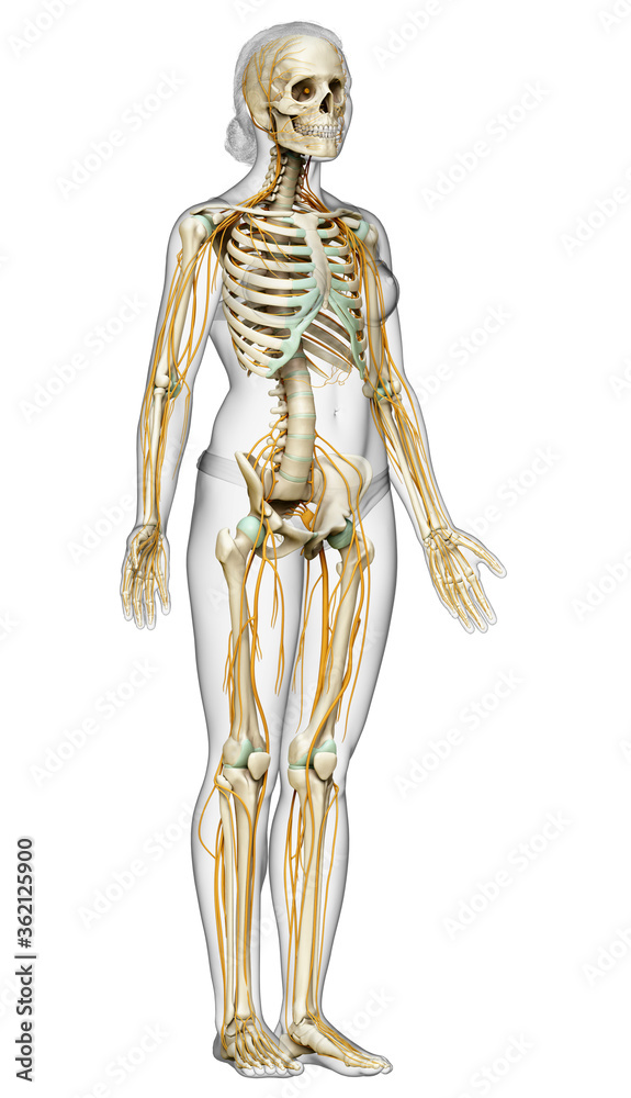 3d rendered medically accurate illustration ofa female nervous system and skeleton system 3d rendered medically accurate illustration ofa female nervous system and skeleton system