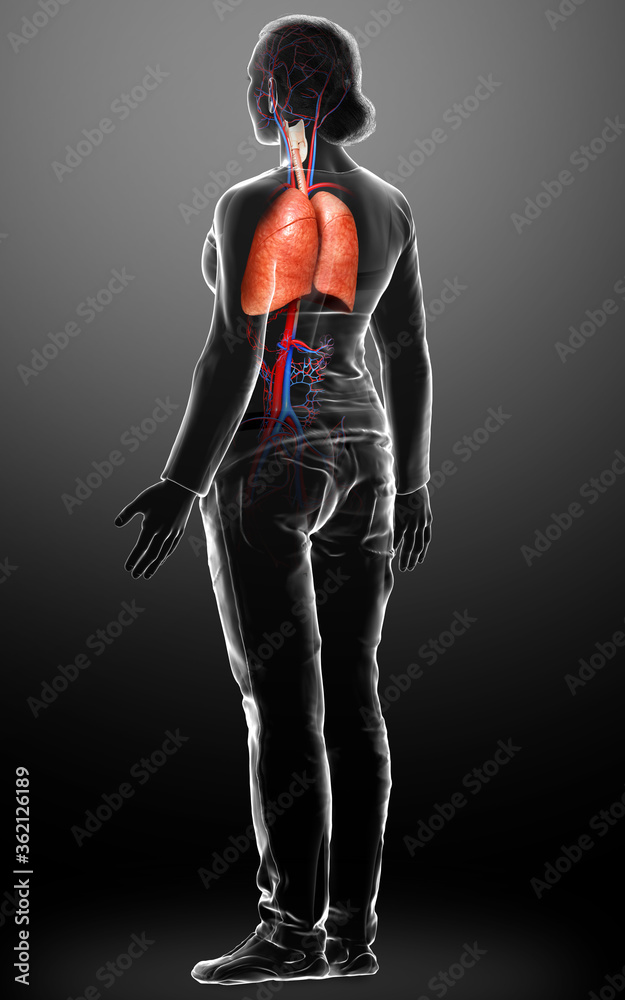 3d rendered, medically accurate illustration of a female lung anatomy