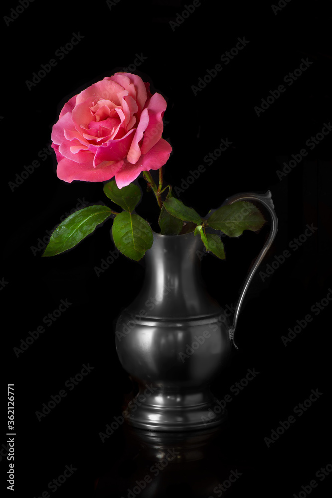 pink rose in a vase red isolated