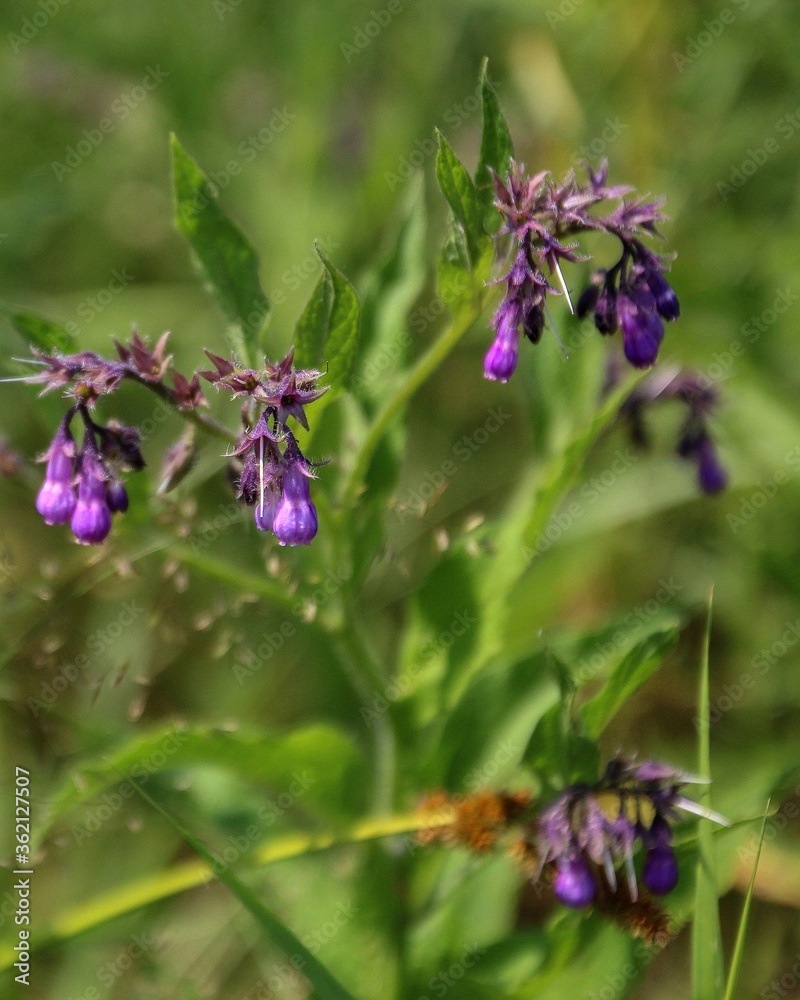 Blooming nightshade in a forest glade Blooming nightshade in a forest glade