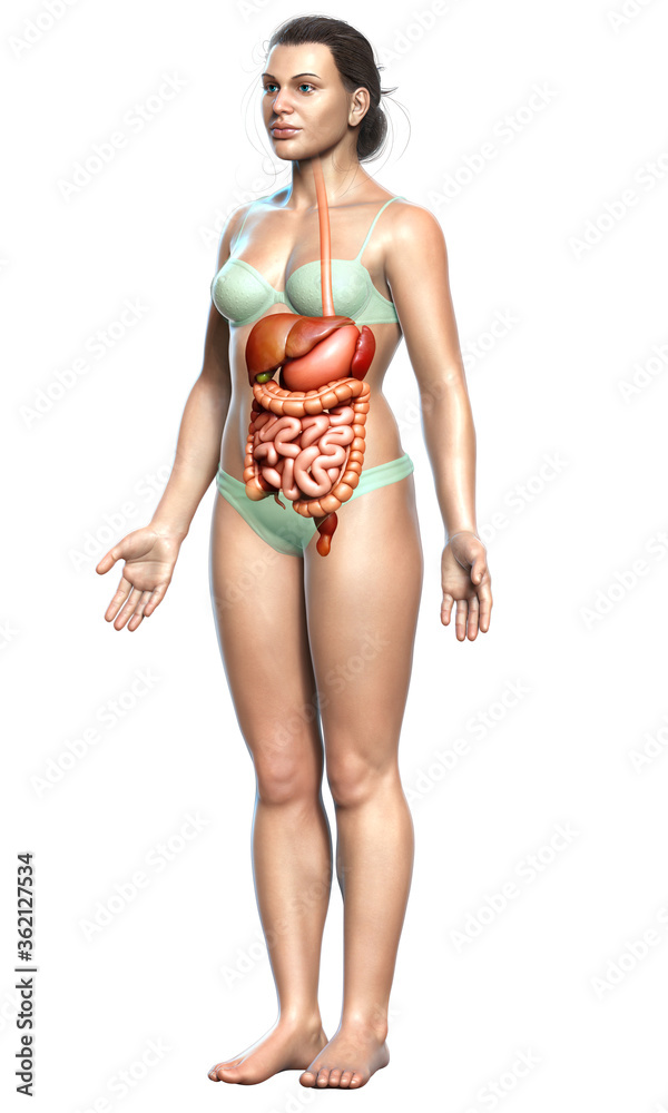 3d rendered medically accurate illustration of female Digestive System 3d rendered medically accurate illustration of female Digestive System
