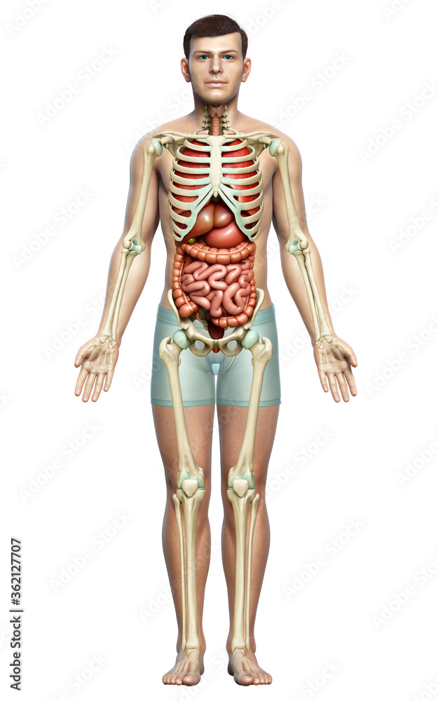 3d rendered medically accurate illustration of male Internal organs and skeleton system 3d rendered medically accurate illustration of male Internal organs and skeleton system