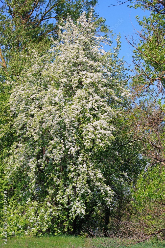 Flowering  wild pear tree in the forest