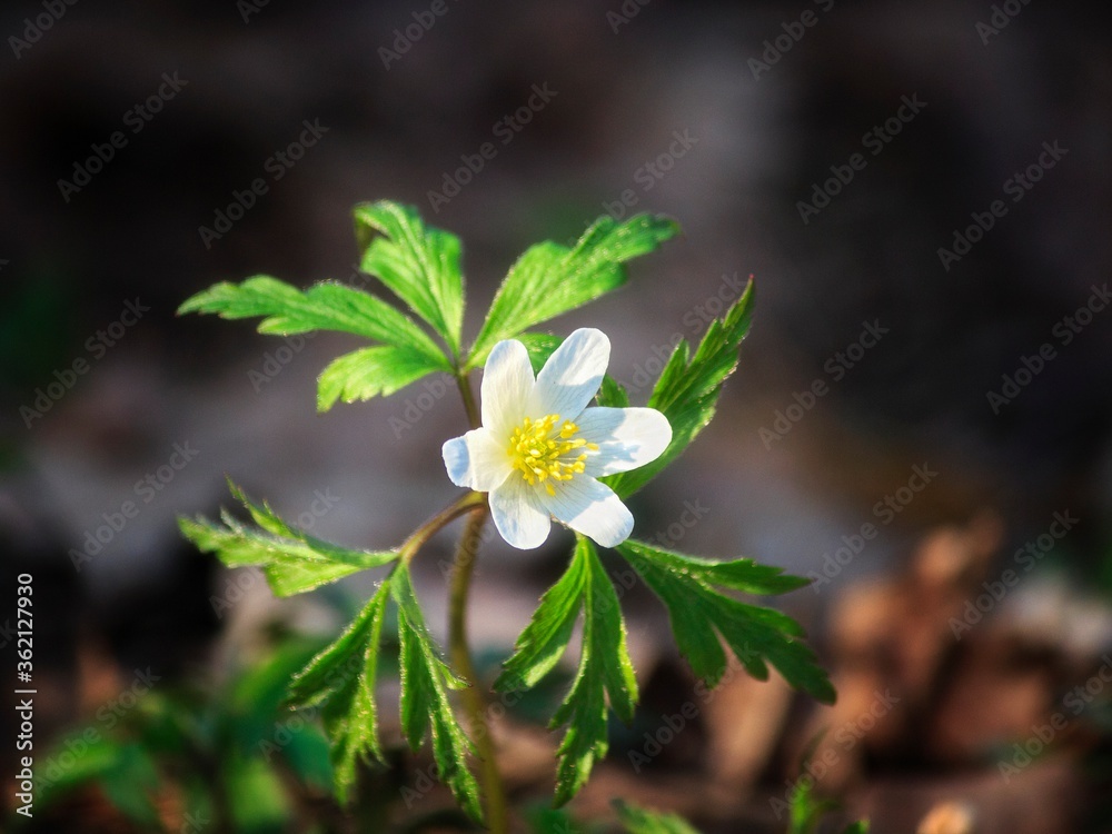 Fototapeta premium Spring white anemone flowers in the forest
