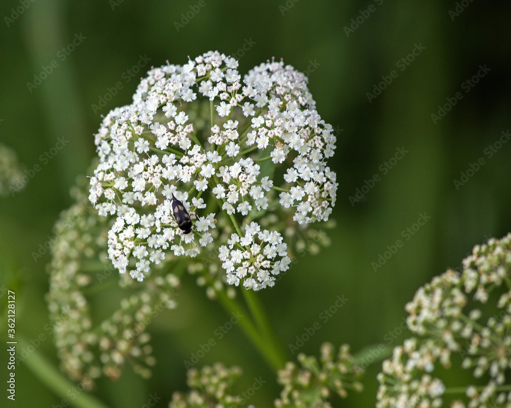 Close up of white flowers on green background Close up of white flowers on green background