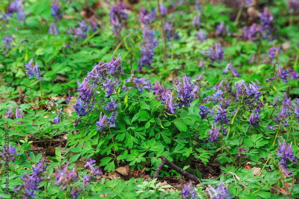 Purple flowers Corydalis Blossom in a forest Purple flowers Corydalis Blossom in a forest