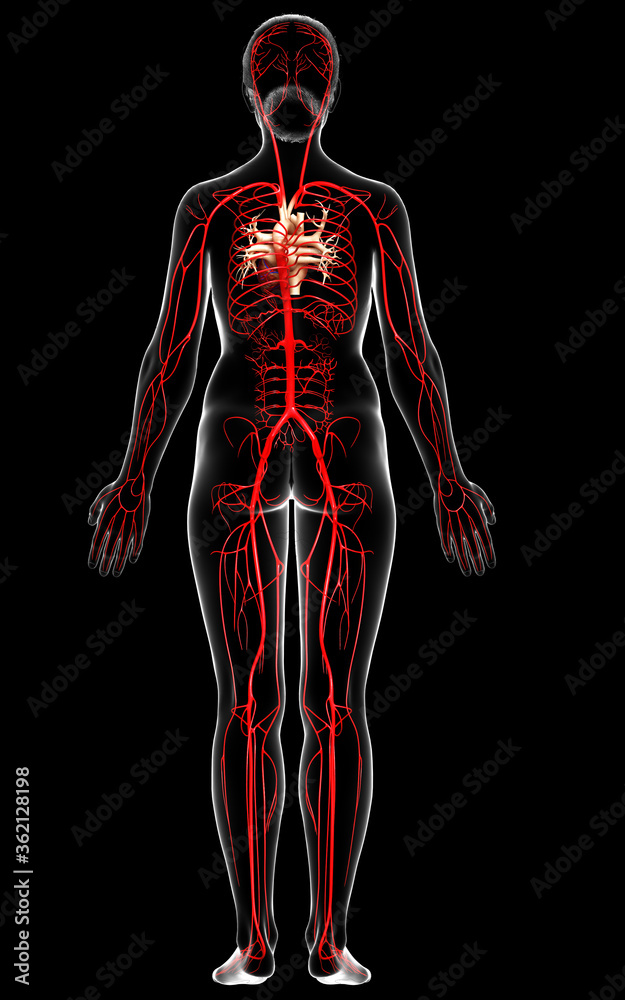 3d rendered medically accurate illustration of Female arteries 3d rendered medically accurate illustration of Female arteries