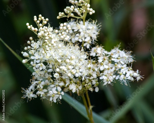 Close up of a white flower of  meadow-sweet