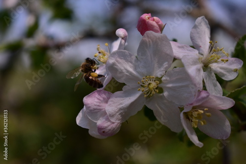 a bee that collects pollen from the apple blossom