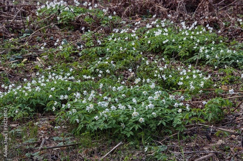 Spring white anemone flowers in the forest
