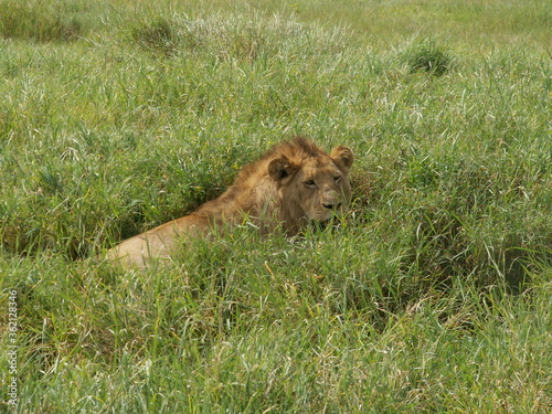 Younge Male Lion, Ngorongoro Crater Tanzania