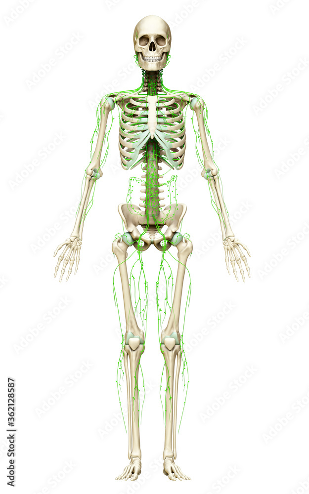 3d rendered medically accurate illustration of a female lymphatic system 3d rendered medically accurate illustration of a female lymphatic system