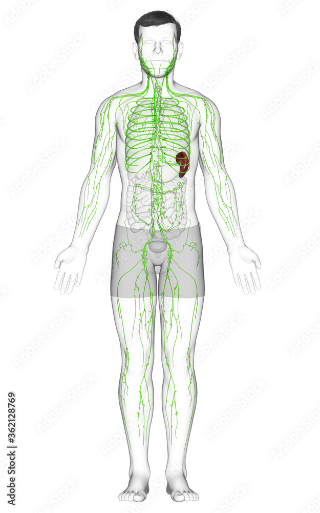 3d rendered medically accurate illustration of a male lymphatic system 3d rendered medically accurate illustration of a male lymphatic system