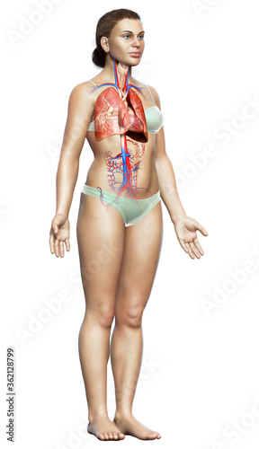 3d rendered, medically accurate illustration of a female lung anatomy photo