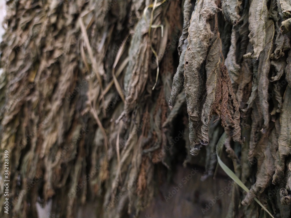 Dry leaves on a wooden wall close-up. Dry leaves on a wooden wall close-up.