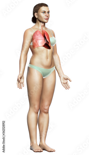 3d rendered, medically accurate illustration of a female lung anatomy photo