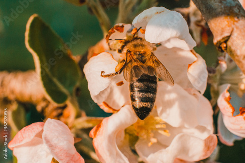 The bee collects spring honey from the first cherry blossoms.