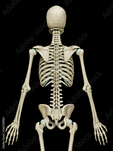 3d rendered, medically accurate illustration of the skeleton system © pixdesign123