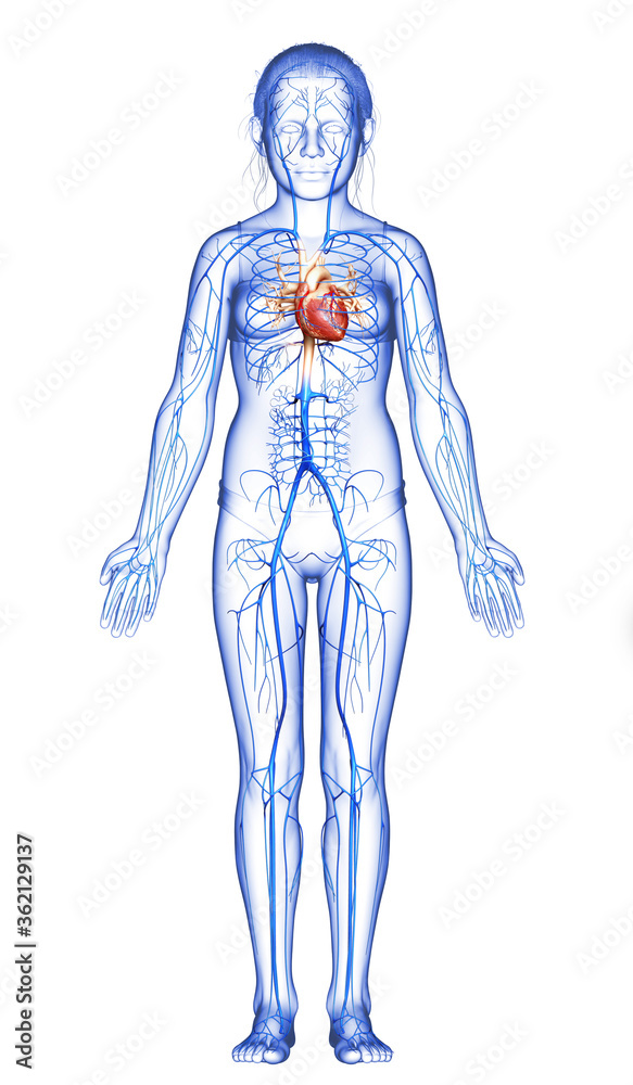 3d rendered medically accurate illustration of young girl Veins anatomy 3d rendered medically accurate illustration of young girl Veins anatomy