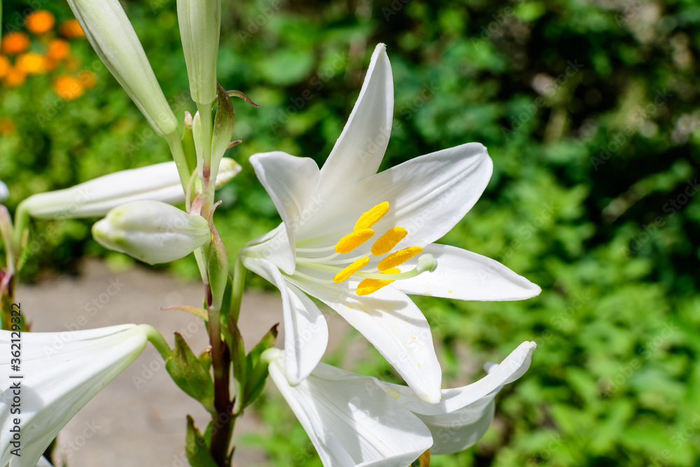 Fototapeta premium Many large delicate white flowers of Lilium or Lily plant in a British cottage style garden in a sunny summer day, beautiful outdoor floral background photographed with soft focus.