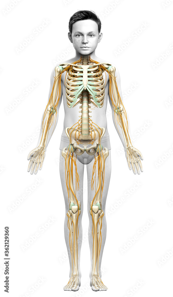 3d rendered medically accurate illustration of a young boy nervous system and skeleton system 3d rendered medically accurate illustration of a young boy nervous system and skeleton system