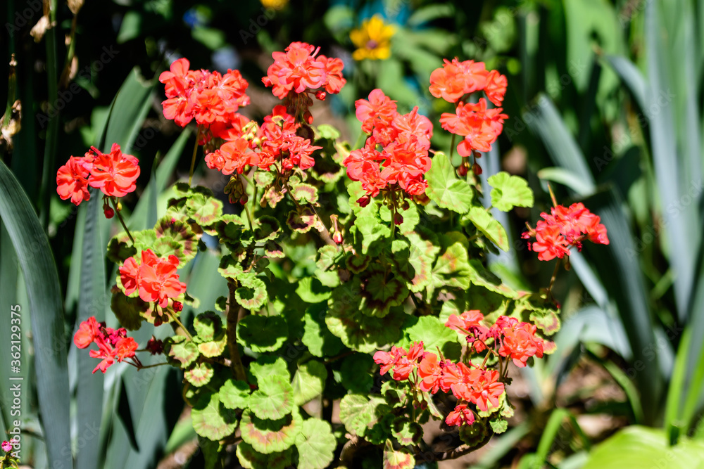 Group of vivid red Pelargonium flowers (commonly known as geraniums, pelargoniums or storksbills) and fresh green leaves in a pot in a garden in a sunny spring day, multicolor natural texture.