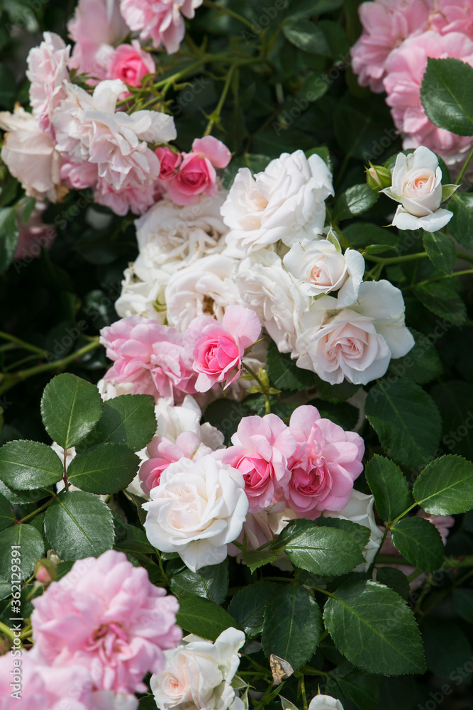 Fototapeta premium Pink and white roses blooming in the garden.