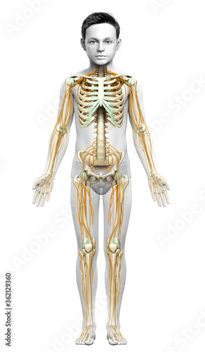 3d rendered medically accurate illustration of a young boy nervous system and skeleton system © pixdesign123