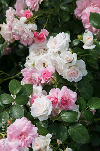 Pink and white roses blooming in the garden.