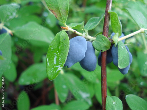 Honeysuckle berry. A blue berries on a twig with green leaves.